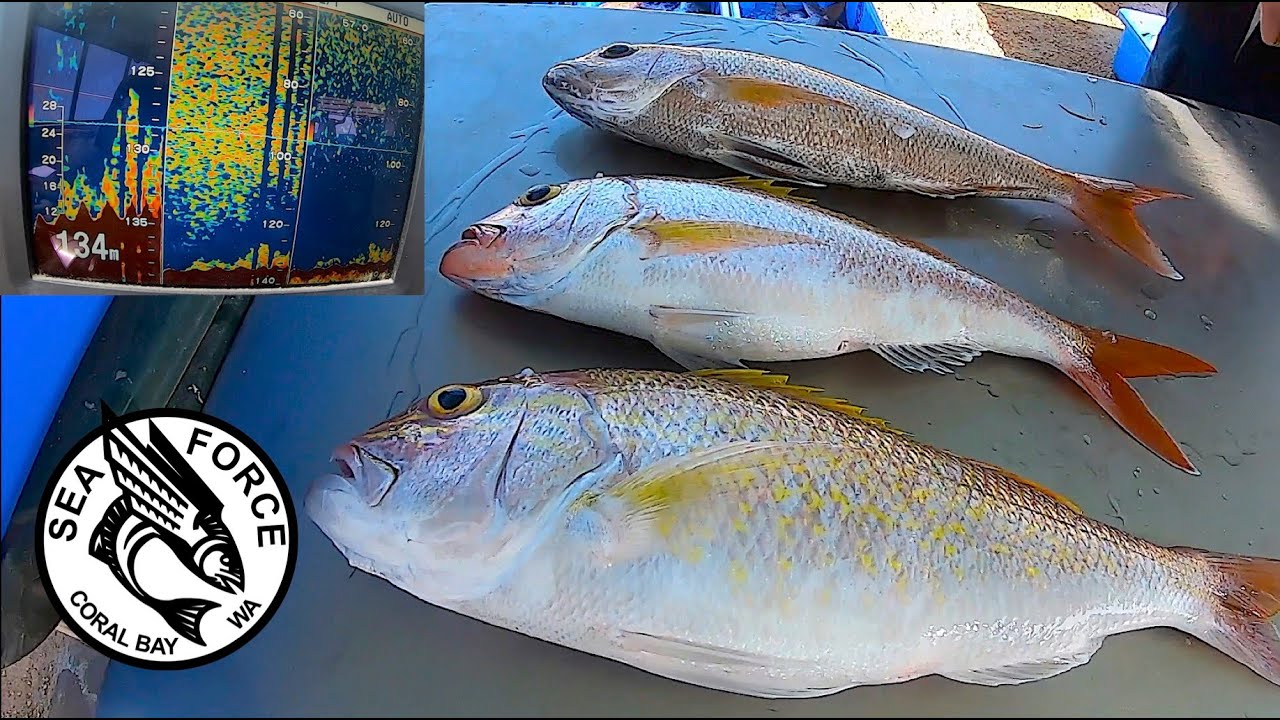 CORAL BAY JOBFISH ID - Goldband, Sharptooth & Rosy Snapper, Fishing Charter, Ikijime, Filleting.