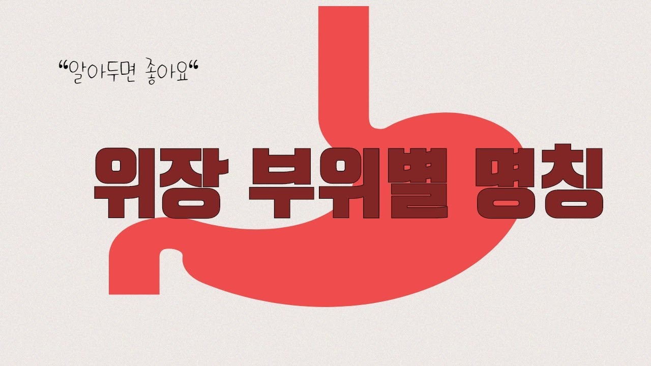 위장 부위별 명칭 설명