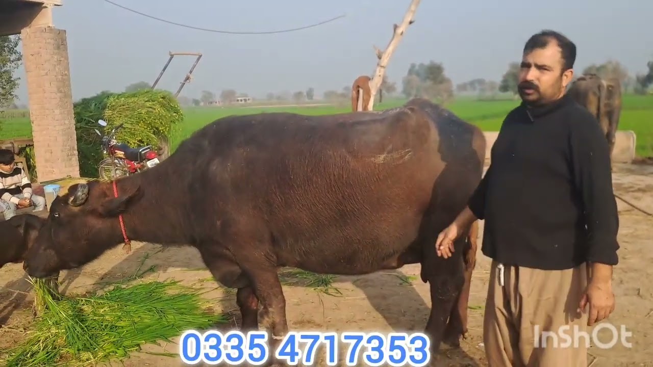 ایک دوجھن جھوٹی فار سیل 