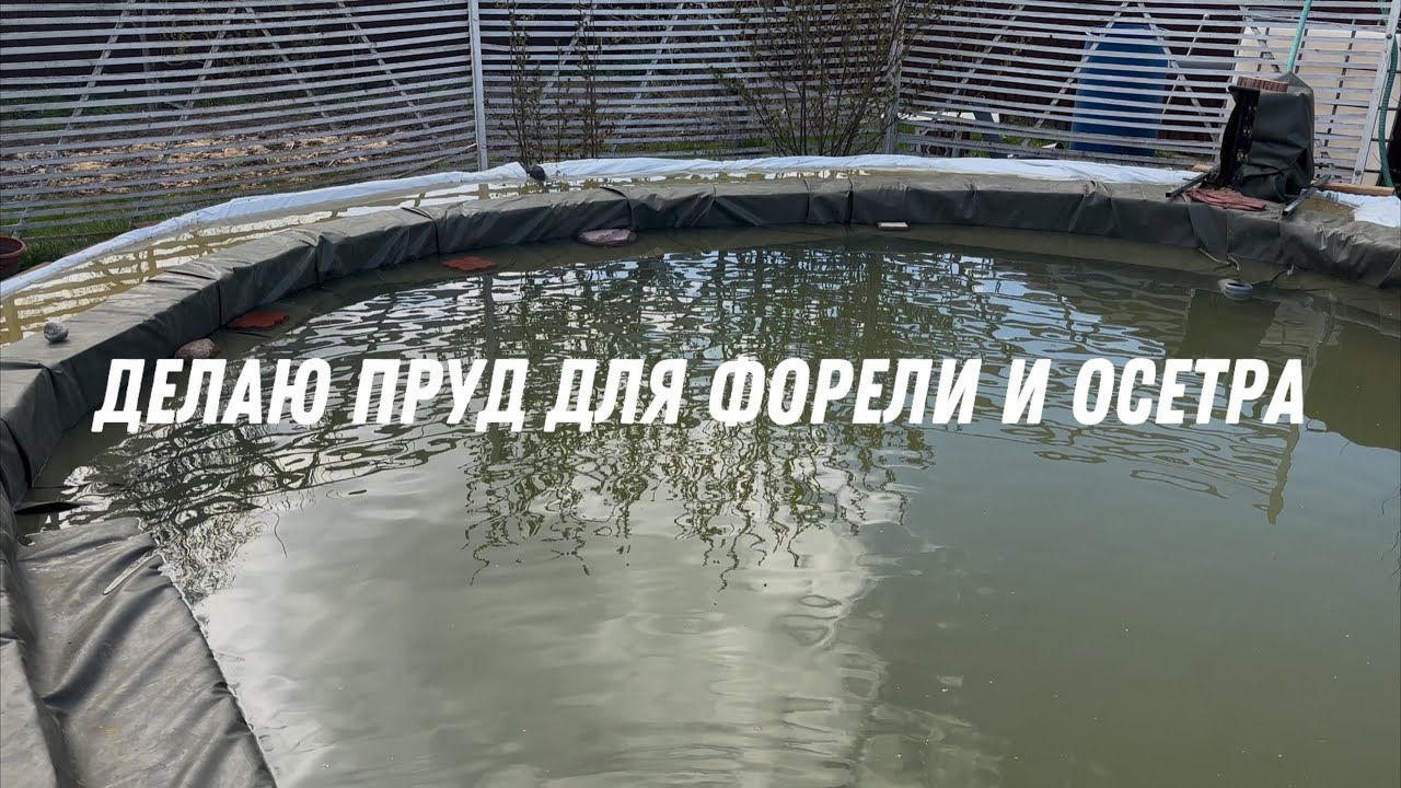 Делаю пруд для форели и осетра. Первые этапы