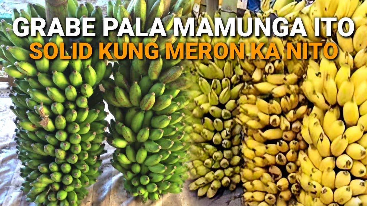 GRABE MAMUNGA, ANG DAMI