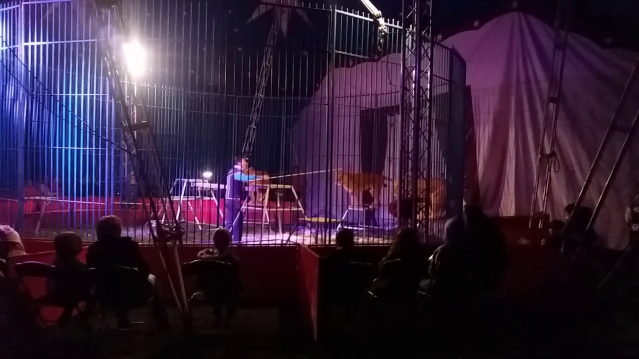 Cirque William Zavatta romain et c'est fauve