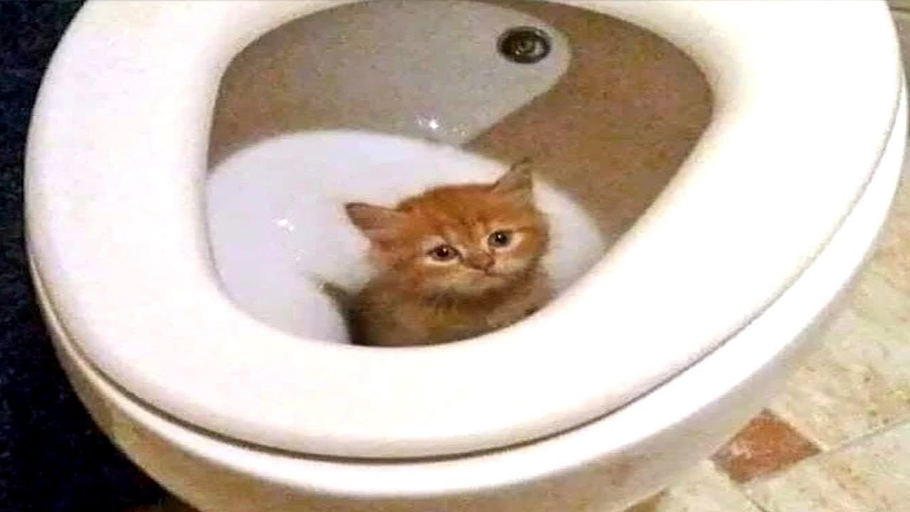 low iq cat memes