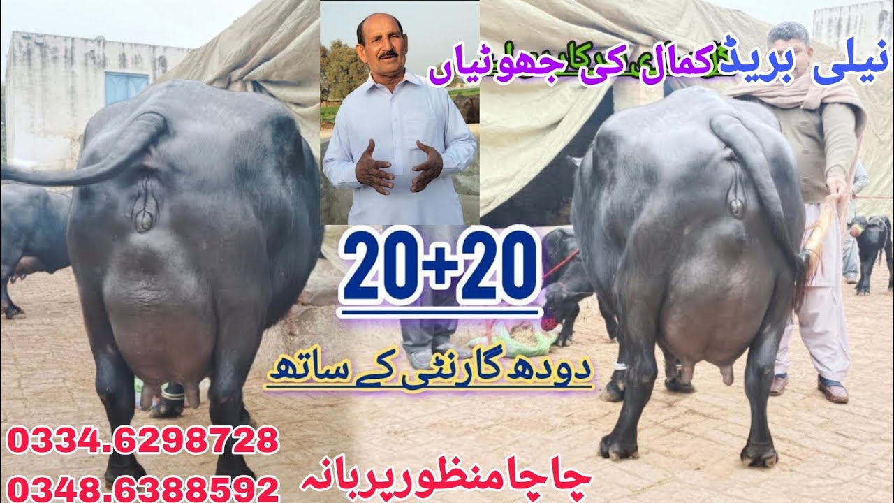 چاچامنظورپربانہ |3بھینسیں برائےفروخت11جنوری  Pure Neli Nili Ravi Buffalo For  Sale on Eitfaq Tv