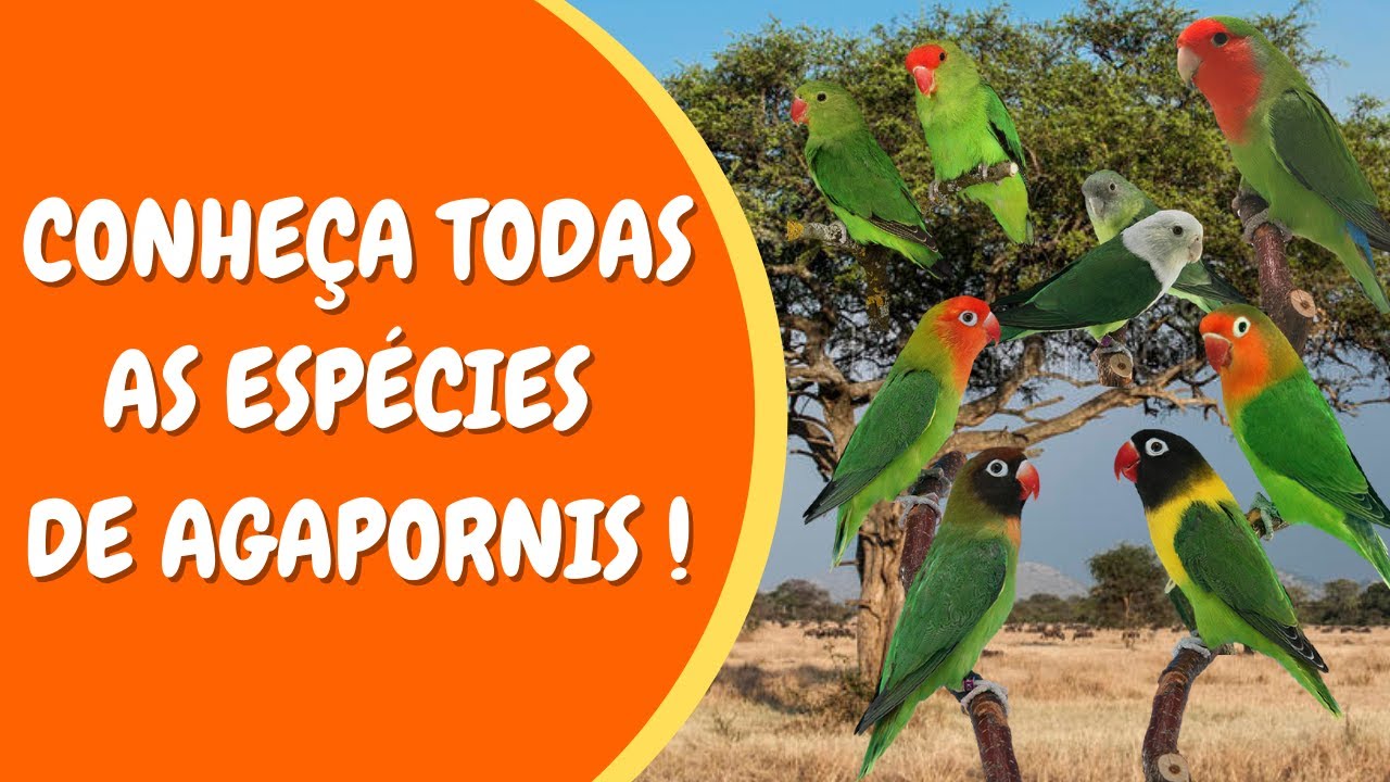 ESPÉCIES DE AGAPORNIS