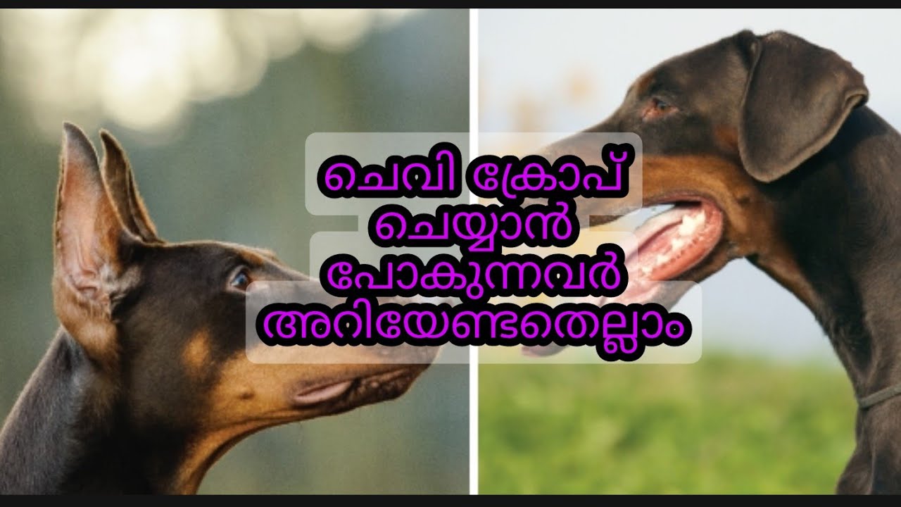 ear croping ചെവി മുറിക്കൽ, അറിയേണ്ടതെലാം