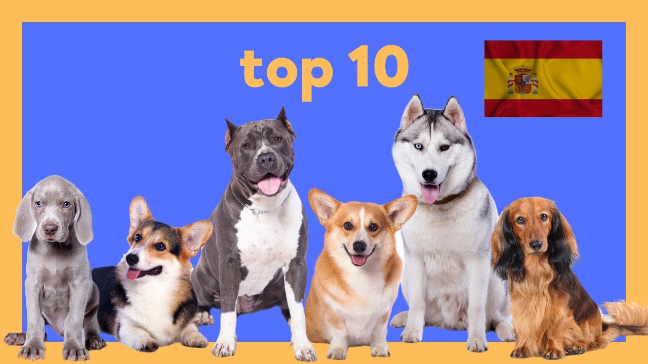 10 razas de perros populares en Espa&ntilde;a