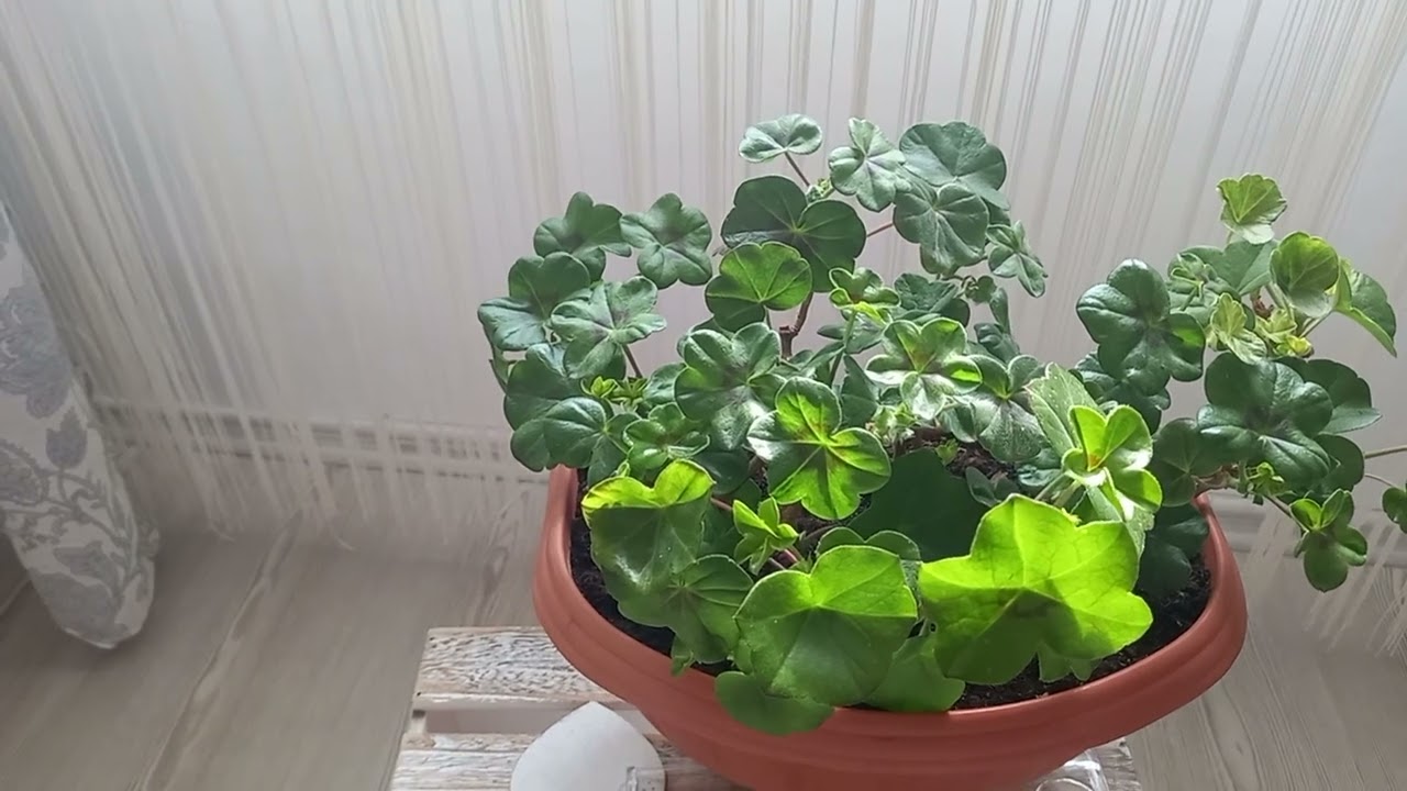 Ciupirea Muscatelor este foarte importat-(când se face și de ce!?)