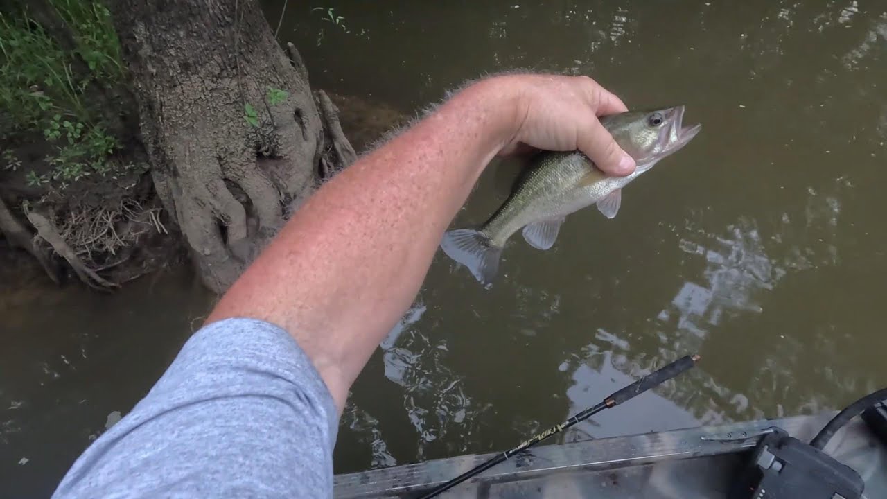 Bass and Grinnel Fishing In Tensaw River Delta, Dominic Creek