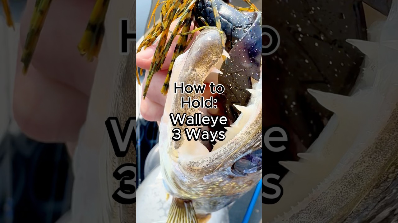 How to hold a walleye 3 different ways #fishing #fishingtips #walleye #howto