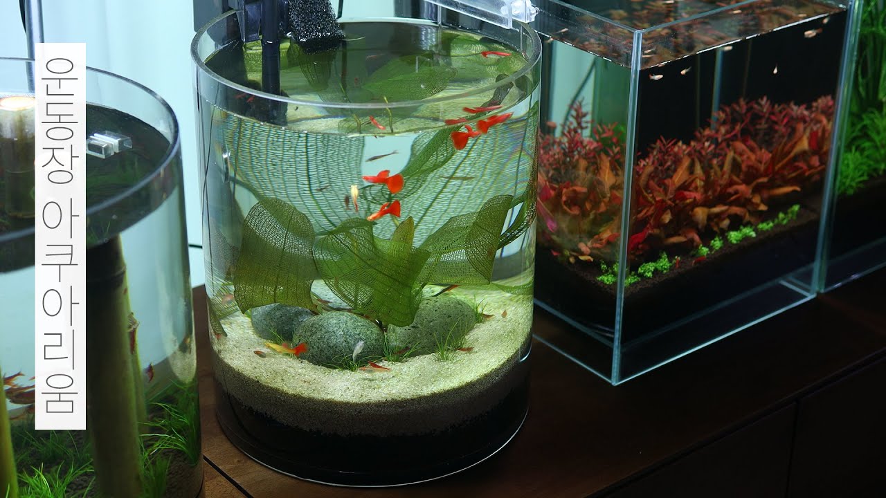 운동장 아쿠아리움 | 수초어항 | 구피 | 물멍 | Playground Aquarium | MulMung
