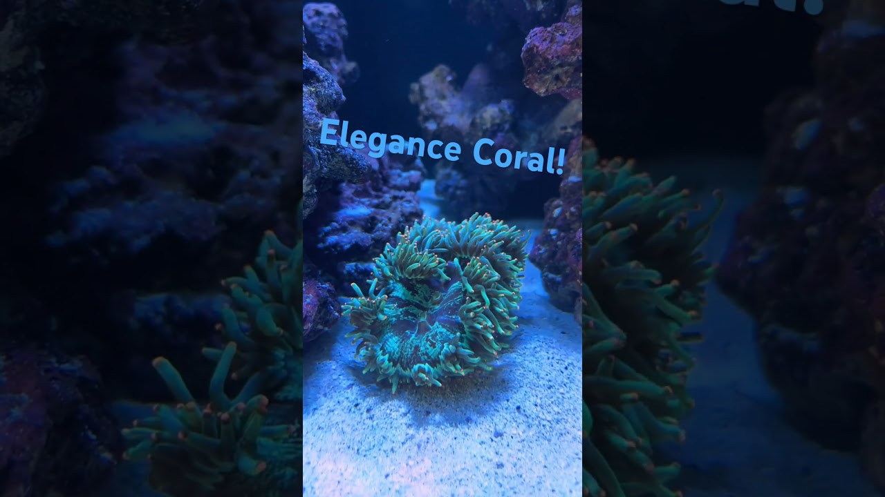 Elegance Coral! #coral #elegance #reeftank #fishtank #aquarium #aqualab