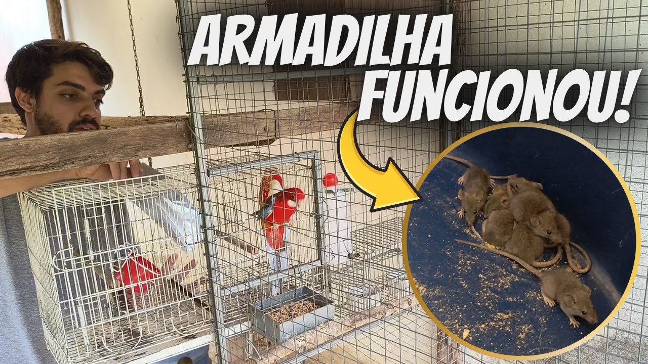 Um novo casal de Rosela para o Sítio e muitos Ratos pegos em uma armadilha
