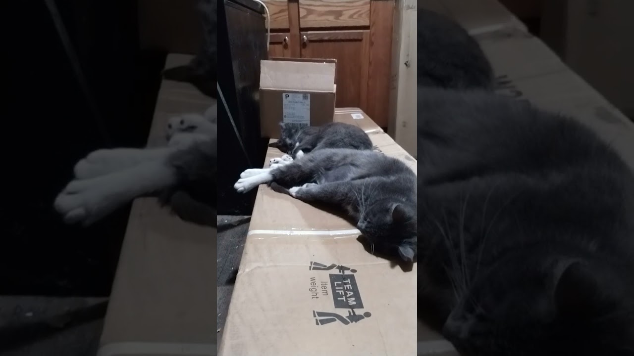 Mary Jane and margarita my cats