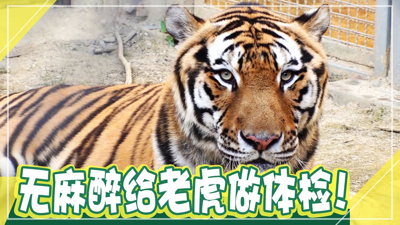 [中文字幕] 无麻醉给老虎做体检？给最高龄老虎“白头”做检查的方法！ㅣ动物农场