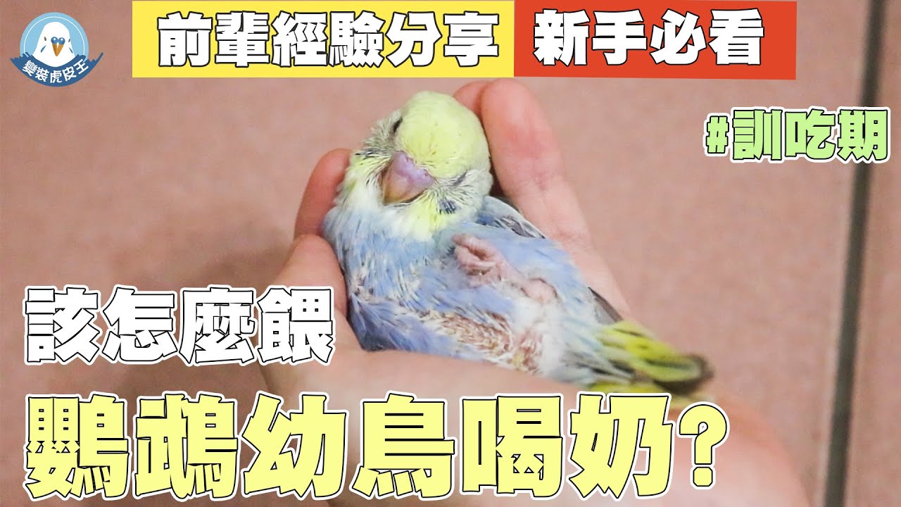 該如何餵幼鳥喝奶吃飯? ｜前輩經驗分享 ｜虎皮鸚鵡｜訓吃｜新手｜