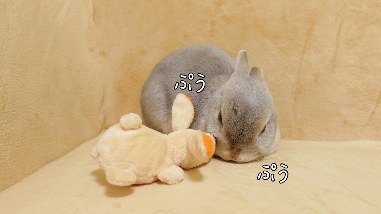 何やらぬいぐるみとヒソヒソしてるので、マイク近づけてみたらなんかプゥプゥ言ってた