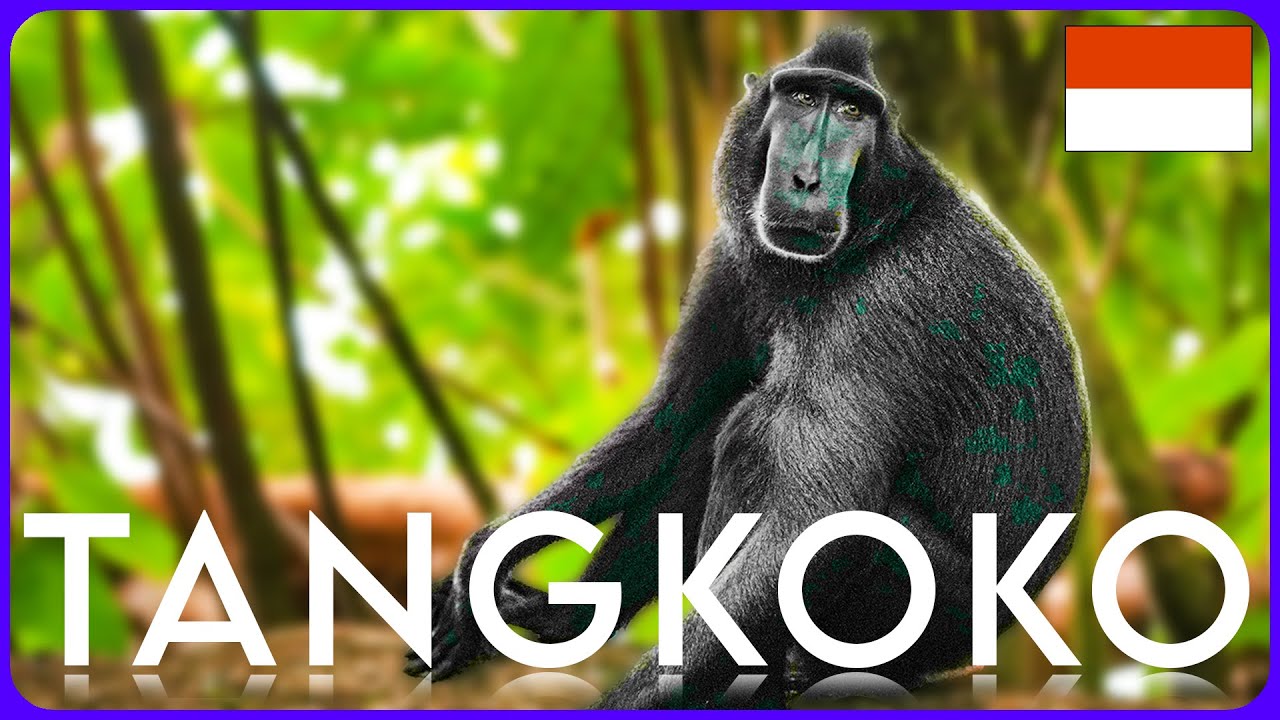 TANGKOKO NATIONALPARK | Jungle Tour | Black Macaque, Tarsiers, Tarantula