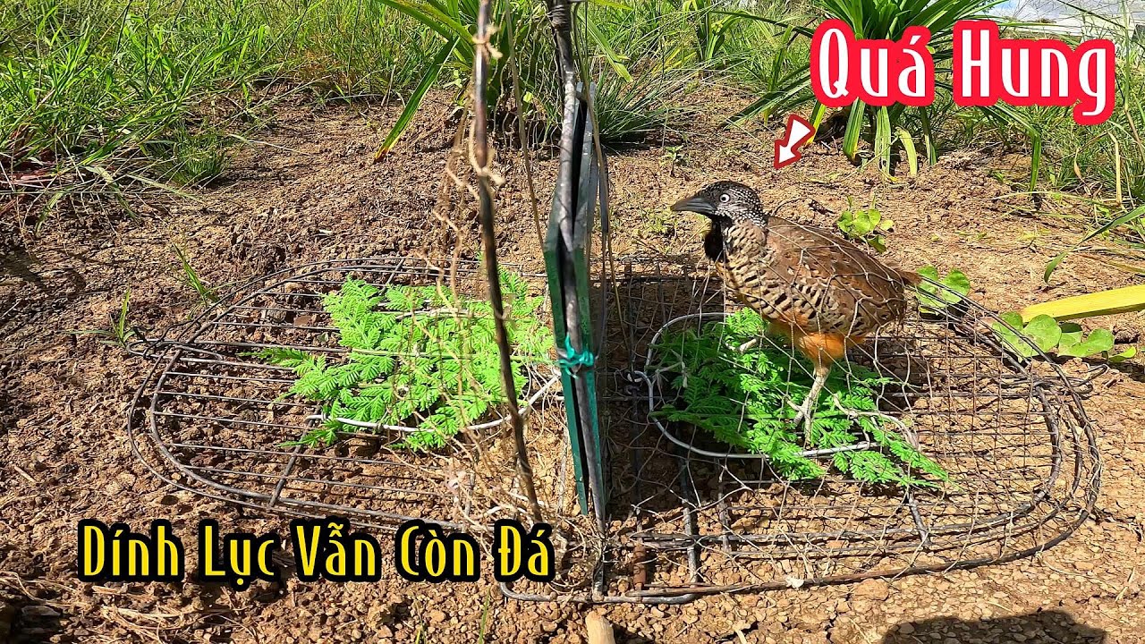 Chim Cút Quá Nhiều Bắt Đã Cái Tay | Đam Mê Săn Bắt