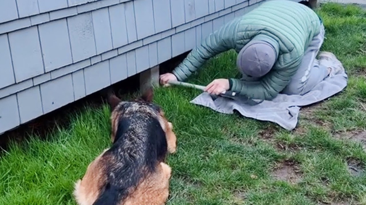 Animals Doing Silly Things and Imitating Humans 😂 Funny Animal Videos 2025