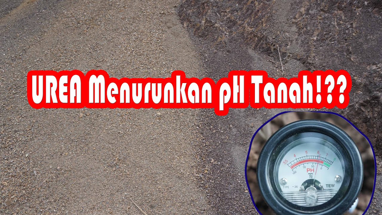 BAGAIMANA PROSES UREA MEMASAMKAN TANAH? | Amonium atau Nitrat? | Does urea make soil acidic?