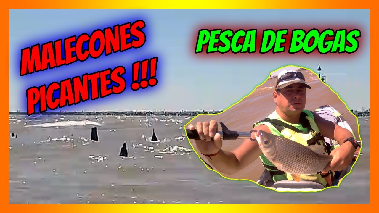 🟩 PESCA DE BOGAS  🟥  MALECONES PICANTES