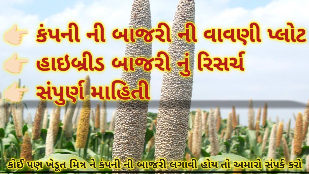 કંપની ની બાજરી ની વાવણી//सीड्स का  रिसर्च #new #viralvideo #trendingvideo #farming #business 