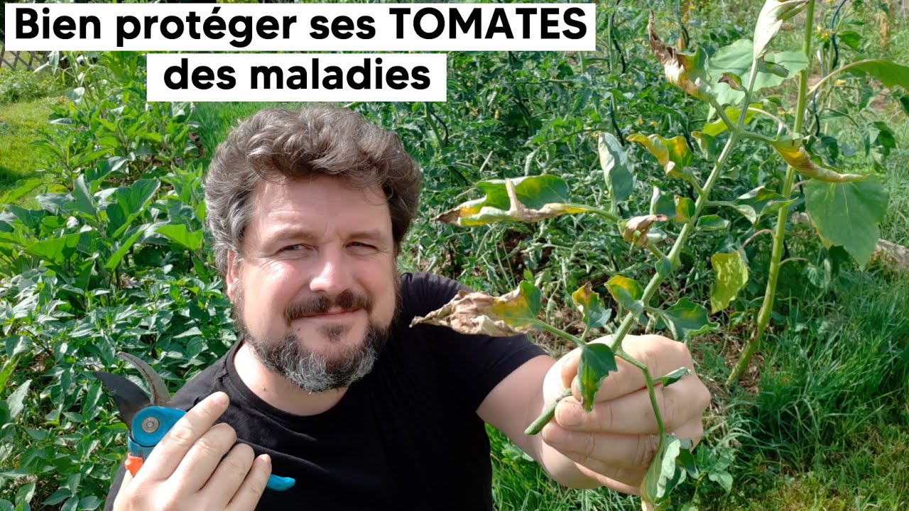 Comment bien protéger ses TOMATES du MILDIOU et consorts (alternariose, botrytis…)