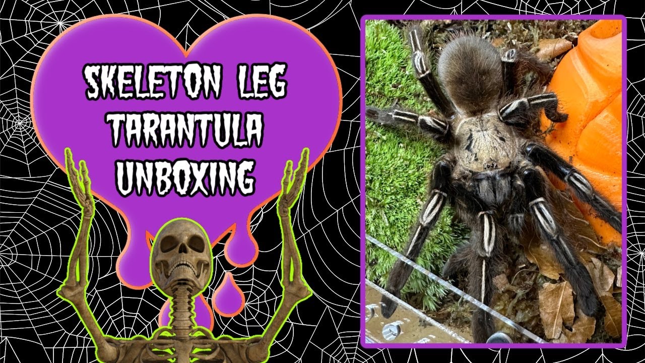 Ephebopus Murinus / Skeleton Leg Tarantula Unboxing ~ She’s a BOLTER!