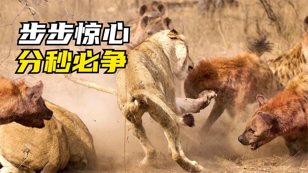 狂飆：小雄獅對峙鬣狗，獅群和鬣狗群火速增援
