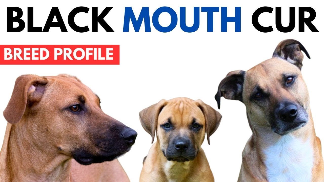 Black Mouth Cur Breed Profile History - Price - Traits - Black Mouth Cur Grooming Needs - Lifespan