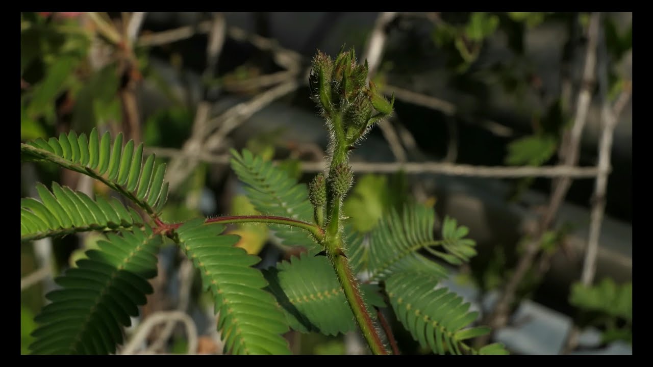 Mimose anpflanzen - Planting mimosa