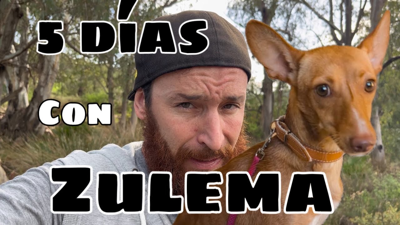 5 días con una Podenca con miedo #perro #consejosmascotas #educacioncanina