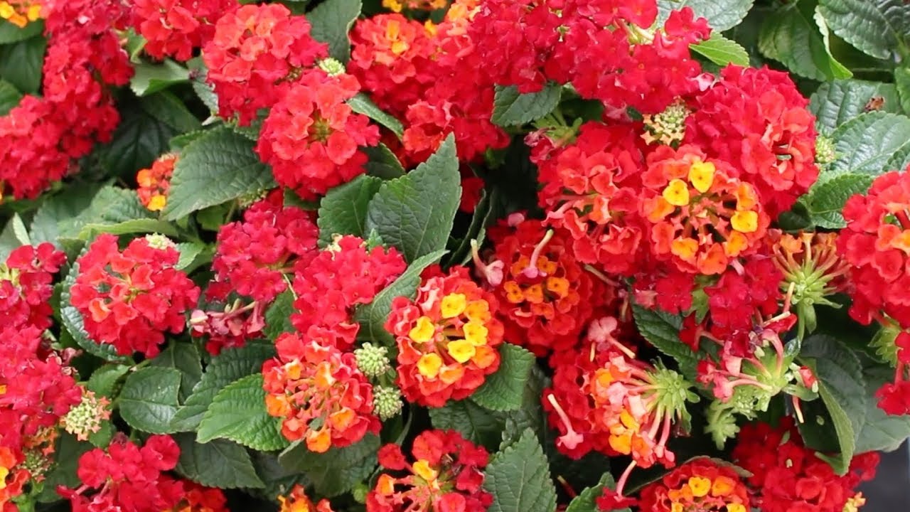 What's New with Syngenta Flowers: Hot Blooded™ lantana