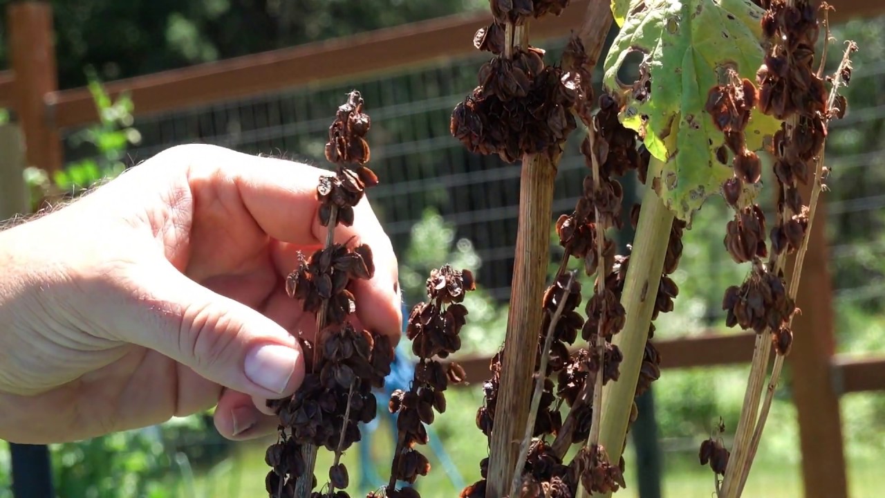 How To Save Rhubarb Seeds