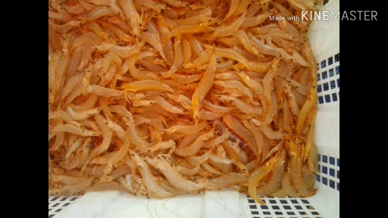 Melihat cara menangkap udang nelayan sondong jambi