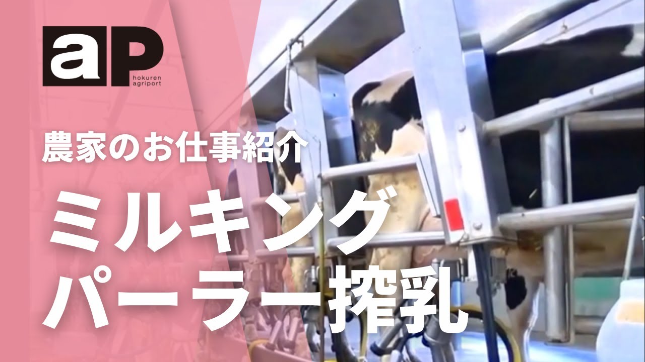 【アグリポート】農家のお仕事　ミルキングパーラー搾乳