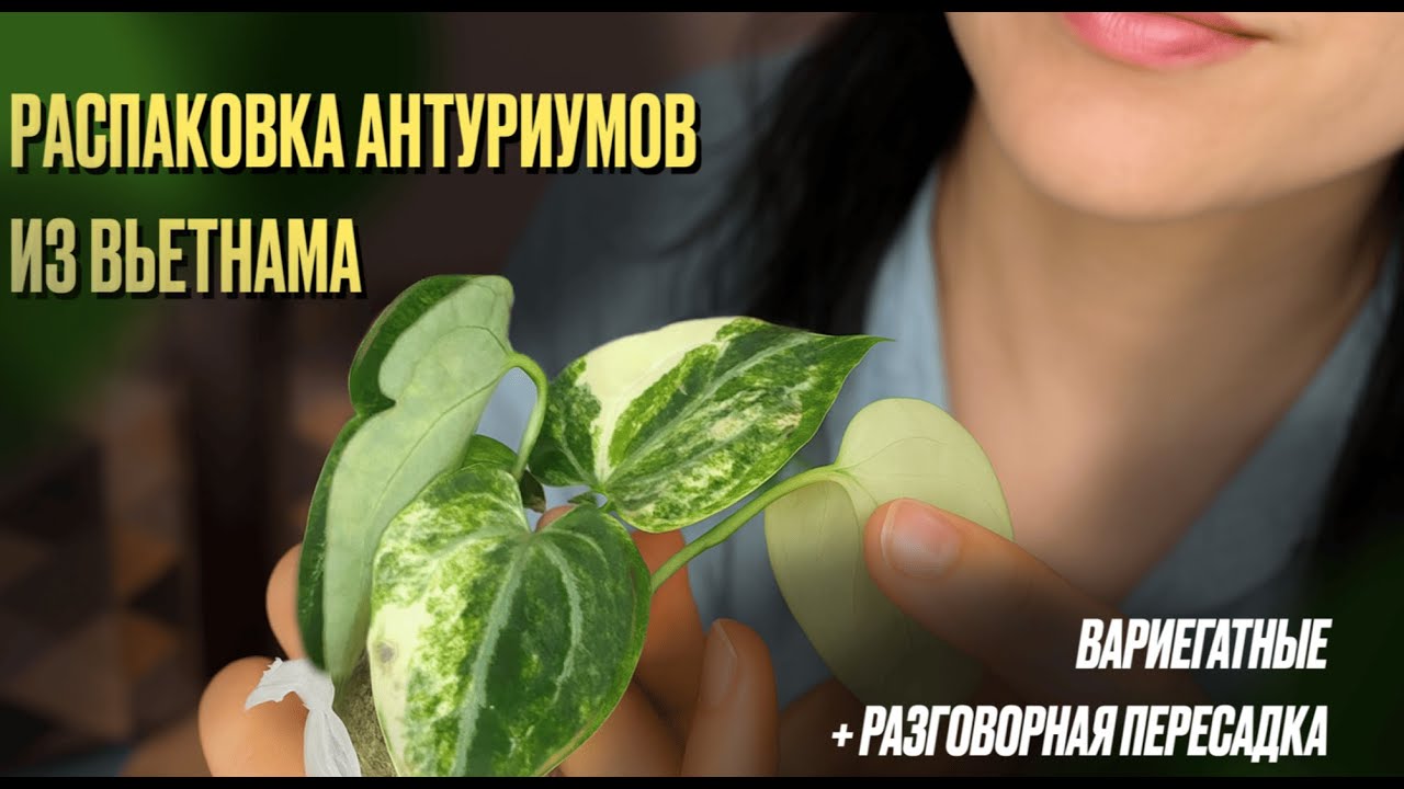 РАСПАКОВКА АНТУРИУМОВ ИЗ ВЬЕТНАМА. ВАРИЕГАТНЫЕ+РАЗГОВОРНАЯ ПЕРЕСАДКА