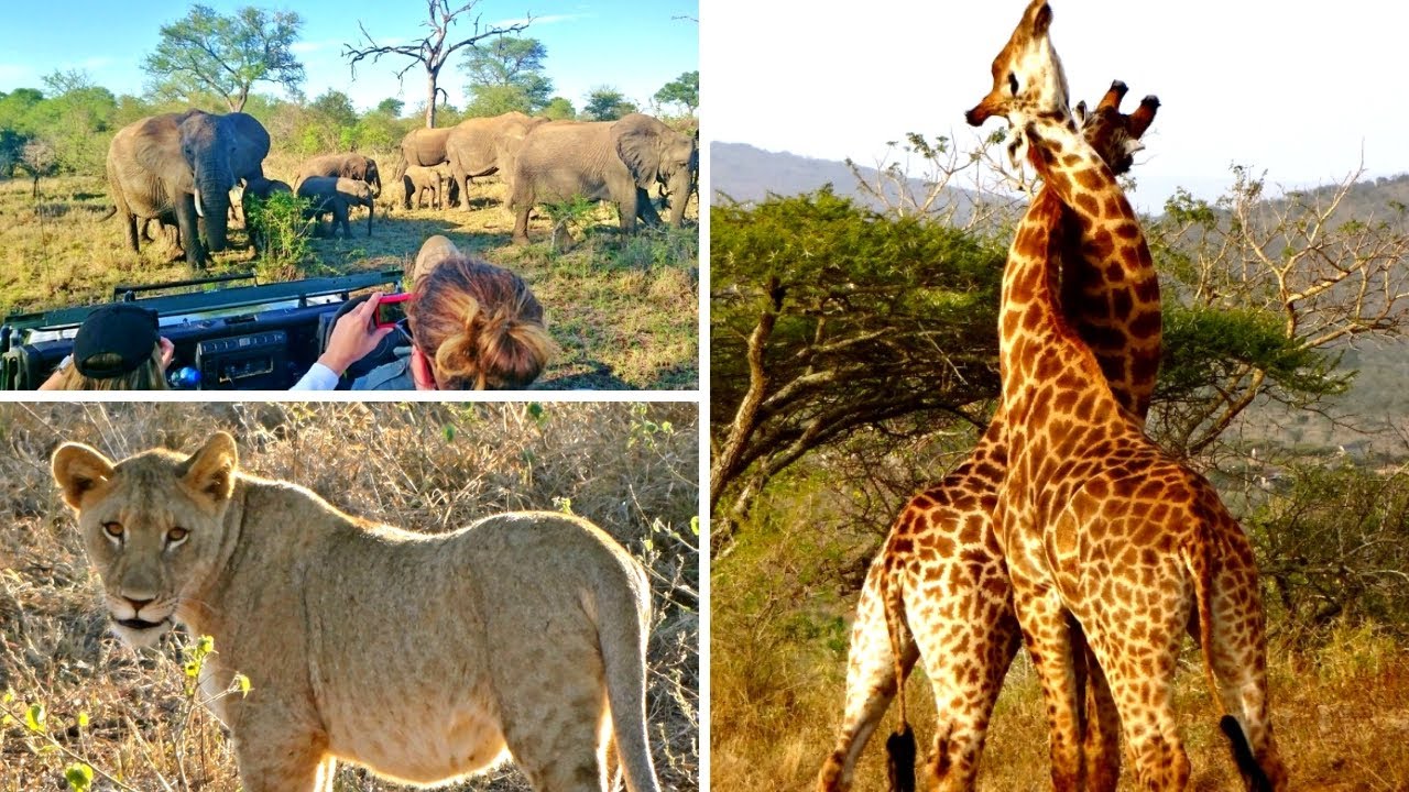 GoEco VOLUNTEER Trip Vlog - The Big 5 Wildlife Reserve in the Greater Kruger Area