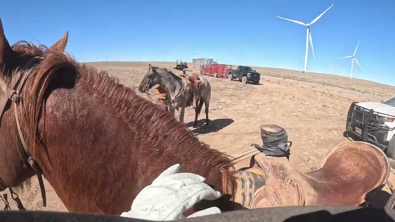 🤠THE CH CREW 🤠	No Days Off on the Ranch | Driving Two Cattle Herds