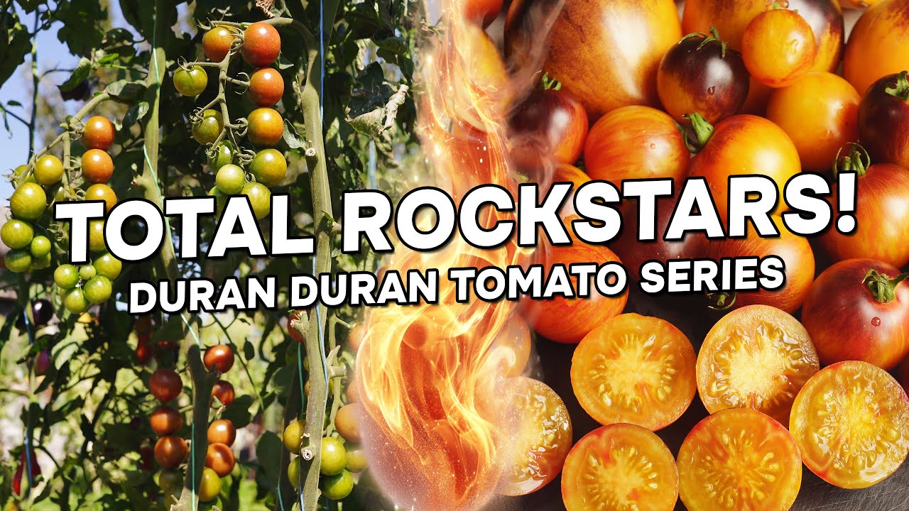 These Tomatoes are TOTAL ROCKSTARS! 🍅 (Duran Duran Series)