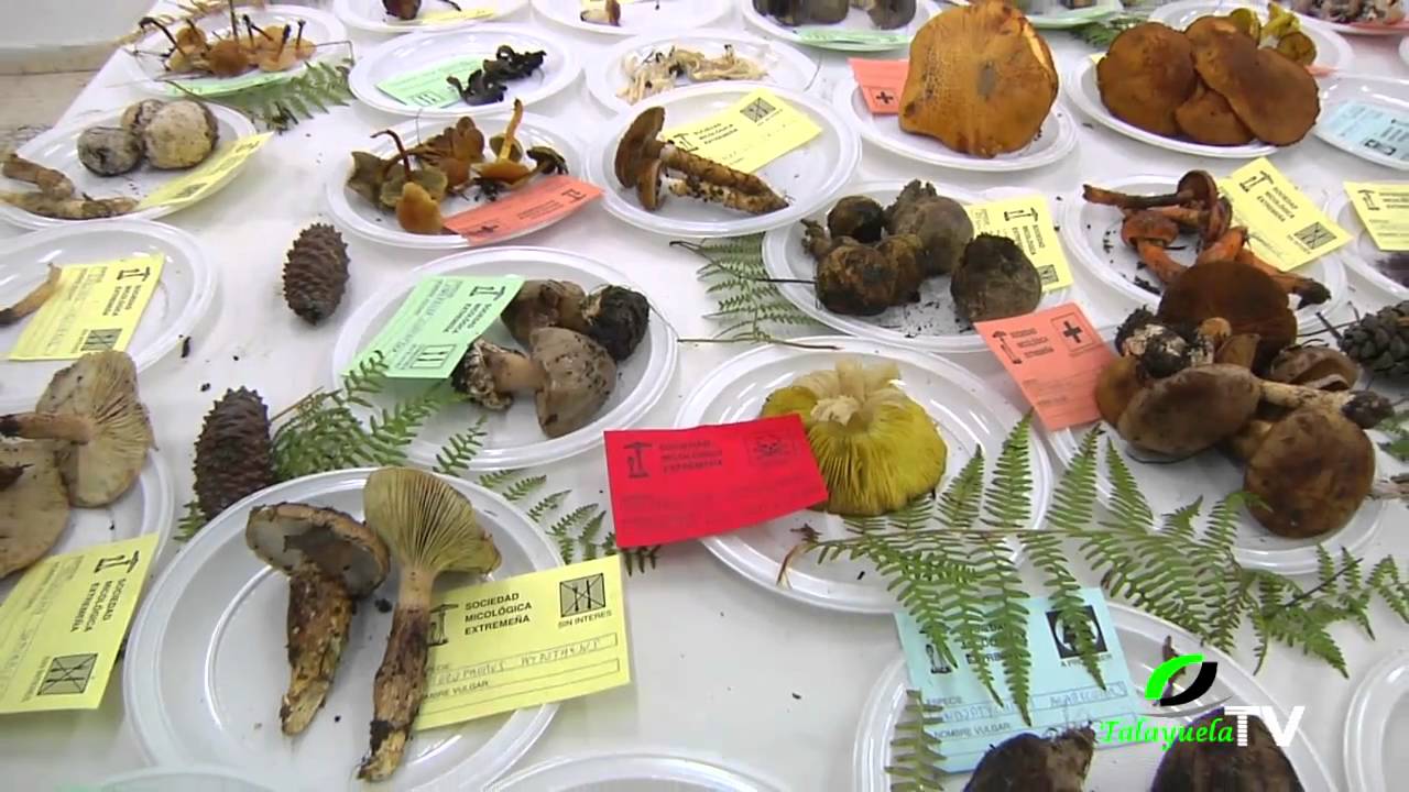 Curso de iniciaci&oacute;n al conocimiento de las setas, Talayuela