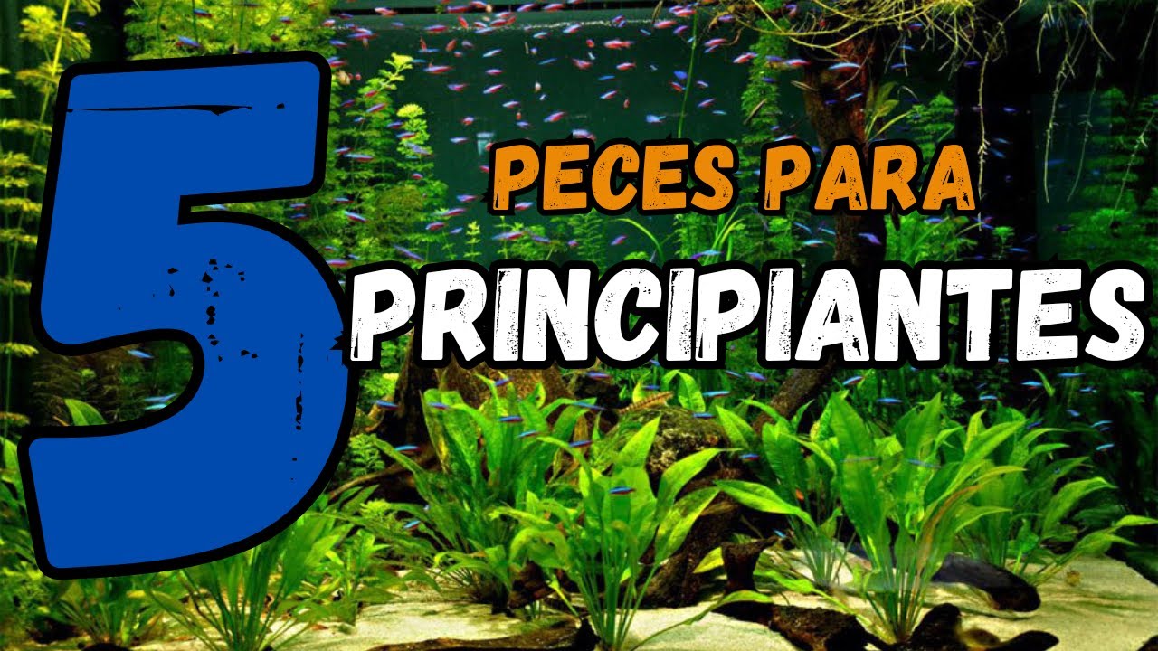TOP 5 PECES ideales para PRINCIPIANTES - Super facil de Cuidar ✅