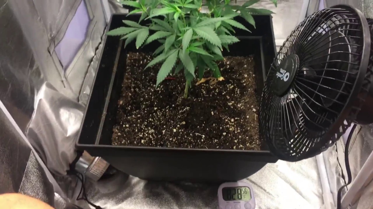 LED Closet Grow pt.1