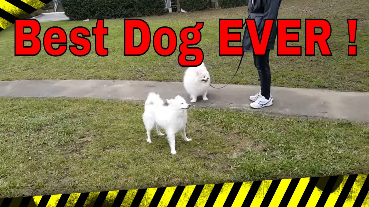 🚫American Eskimo Dog . My best friend🚫 #cutepuppy