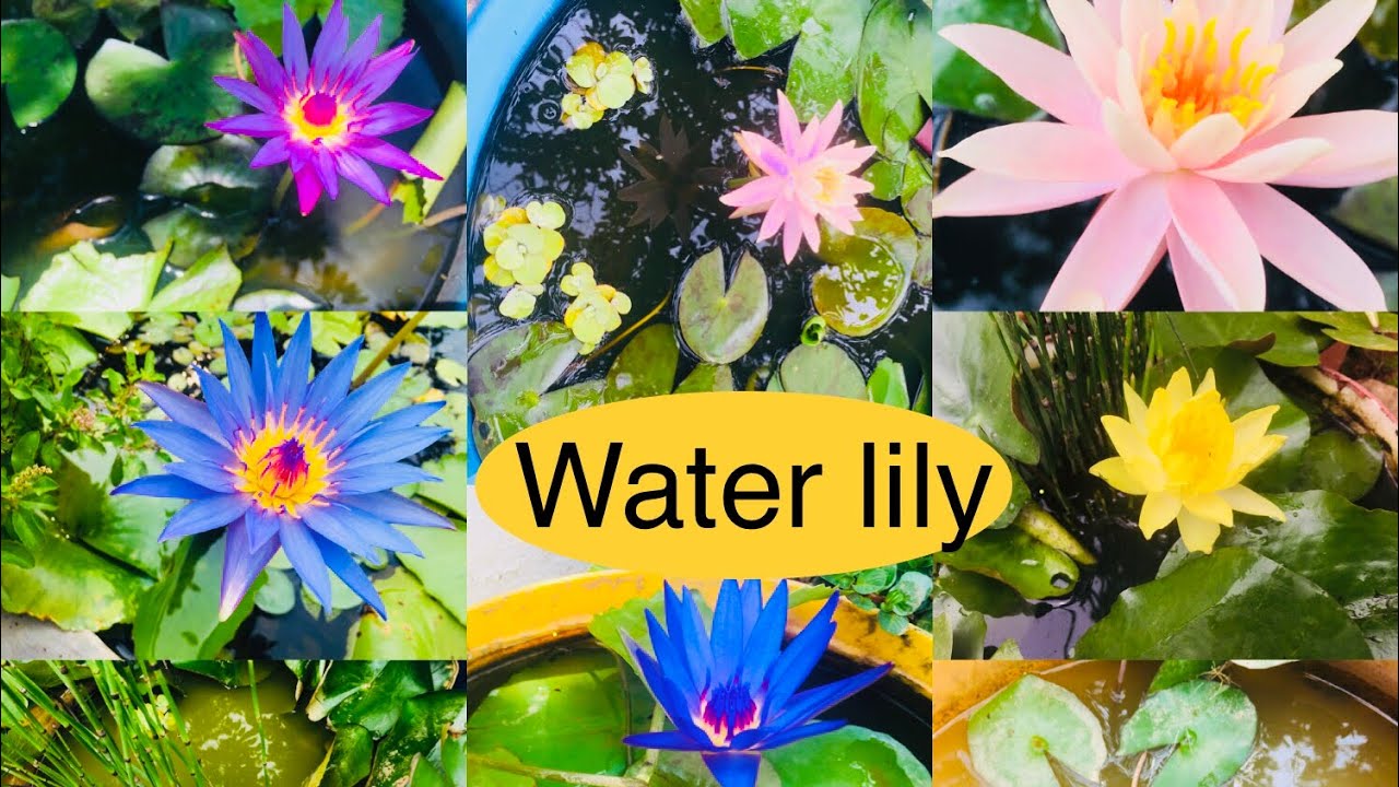 Plastic tub ಗಳಲ್ಲಿ water lily plants ಹೇಗೆ ಬೆಳೆಯುವುದು?How to repot water lily plants ?