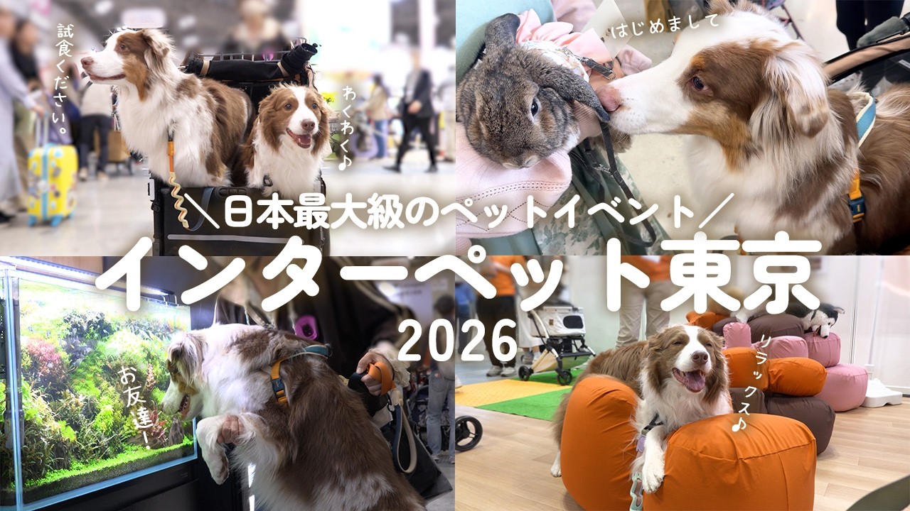 日本最大級のペットイベントに行ったら犬達が大喜びで可愛いすぎました😂‼️【インターペット東京2026】