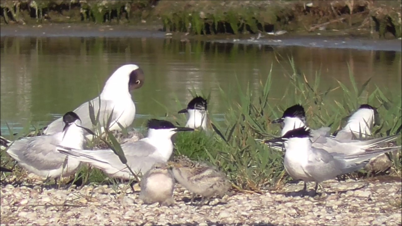 Sandwich Tern colony.