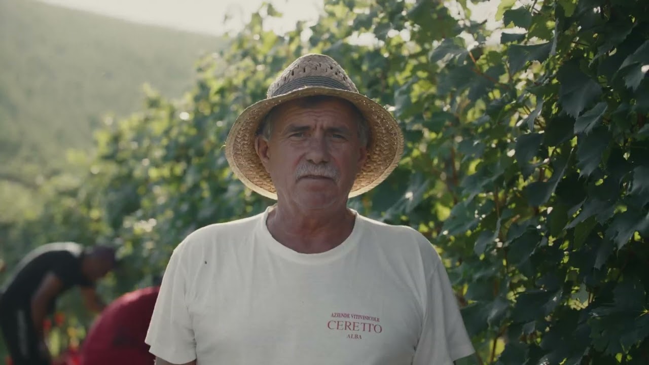The Harvest - La Vendemmia