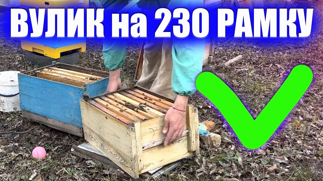 Вулик на 230 рамку та українська напів-рамку, як себе показали в розвитку